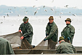 Fishermen in boat holding net with fish during fish harvest, Rozmberk Pond, UNESCO Biosphere, Trebon, Jindrichuv Hradec District, South Bohemian Region, Czech Republic (Czechia), Europe