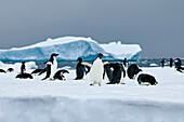 Adeliepinguine auf dem Eis bei dunklem Himmel, Antarktis, Polarregionen