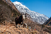 Nahaufnahme eines gehörnten Yaks vor bergiger Kulisse auf dem Langtang-Tal-Trek, Himalaya, Nepal, Asien