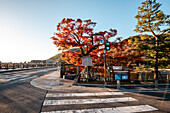 Autumn trees and pedestrian crossing, Kyoto,Honshu, Japan, Asia