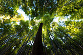 Bamboo grove, Kyoto, Honshu, Japan, Asia