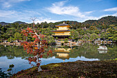 Goldener Tempel (Kinkaku-ji) (Tempel des Goldenen Pavillons), UNESCO-Weltkulturerbe, Kyoto, Honshu, Japan, Asien