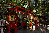 Rotes Torii-Tor und Laterne des schönen Shinto-Schreins, Nonomiya-Schrein, im Herbstwald in Arashiyama, Kyoto, Hoshu, Japan, Asien