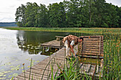 Mann entnimmt einen Fisch aus einem Aquarium, Gaideliai Landgasthof am Rande des Srovinatis-Sees, Ginuciai, Aukstaitija-Nationalpark, Litauen, Europa