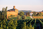 Weinberge um Novello, Provinz Cuneo, Region Piemont, Italien, Europa