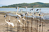 Künstliche Flamingos in der Nähe der Holzbrücke, die zum byzantinischen Zvernec-Kloster auf der Insel Zvernec in der Narta-Lagune führt, an der Adria, nördlich von Vlora, Albanien, Europa