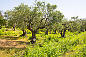 Olive grove at Qeparo, Ionian Coast, Albania, Europe