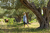 Frau im Olivenhain in Qeparo, Ionische Küste, Albanien, Europa