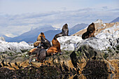 Seelöwen (Otaria flavescens) im Beagle-Kanal, Ushuaia, Tierra del Fuego, Patagonien, Argentinien, Südamerika