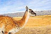 Guanako, in der Nähe von El Calafate, Patagonien, Argentinien, Südamerika