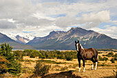 Pferd auf der Estancia Nibepo Aike am argentinischen Seeufer, in der Nähe von El Calafate, Patagonien, Argentinien, Südamerika