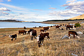 Herd of cows, Estancia Nibepo Aike on the Argentino lakeshore, around El Calafate, Patagonia, Argentina, South America