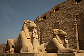 Reihe von Sphinxen mit Widderköpfen, Korridoreingang, Karnak-Tempelkomplex, UNESCO-Welterbe, Luxor, Ägypten, Nordafrika, Afrika