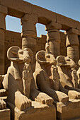 Widderköpfige Sphinxe, Großer Hof, Karnak-Tempelkomplex, UNESCO-Welterbe, Luxor, Ägypten, Nordafrika, Afrika