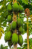 Baum mit reifenden grünen Papayas, einer wichtigen tropischen Frucht, Ulu, Insel Siau, Sangihe-Archipel, Nordsulawesi, Indonesien, Südostasien, Asien