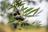 A detailed close-up of fresh black olives on a tree branch in the province of Sevilla, Spain. Natural and organic produce in a picturesque setting.