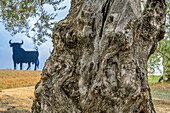 The trunk of an old olive tree with the iconic Osborne bull in the background, located in the province of Sevilla, Spain.