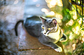 Eine entspannte Katze faulenzt auf einer Backsteinmauer in Fuenteheridos, Huelva, Andalusien, Spanien. Der Hintergrund ist mit üppigem Grün und natürlichem Sonnenlicht gefüllt.