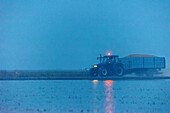 Ein Traktor transportiert frisch geernteten Reis neben überfluteten Reisfeldern in Isla Mayor, Sevilla, Spanien.