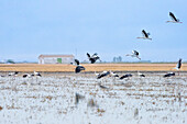 Flock of white storks in a rice field in Isla Mayor, located in the marshlands of Doñana, Sevilla, Spain.