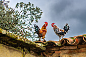 Two vibrant roosters perched on an old rooftop in Villaviciosa de Córdoba, Andalucía, Spain, under a cloudy sky.