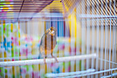 A canary sits on a perch inside a cage in Seville, Spain.