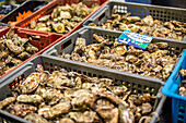 Nahaufnahme von frischen Austern in Kisten auf einem Meeresfrüchtemarkt in Vannes, Bretagne, Frankreich. Ein Blick auf die lokalen kulinarischen Köstlichkeiten.