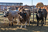 Brahmanen-Kreuzungsbullen beim Bullenreiten bei einem Rodeo in Utah.