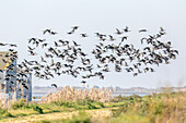 A large flock of Glossy Ibis (Plegadis falcinellus) flying over the wetlands of Isla Mayor in Doñana, Sevilla, Spain.