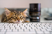 A cute kitten is peacefully sleeping on a keyboard in a cozy office setting. The kitten's relaxed expression conveys a sense of calm and tranquility.