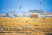 Möwen, Störche und andere Vögel bei der Nahrungsaufnahme in einem kürzlich abgeernteten Reisfeld auf der Isla Mayor, Donana-Sümpfe, Sevilla, Spanien.