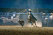 Ein Cowgirl, das am Breakaway Roping teilnimmt, jagt bei einem Rodeo in Utah ein Kalb.