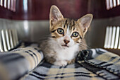 Adorable gray and white kitten sitting in a pet carrier in Seville, Spain. Perfect for pet and animal themes.