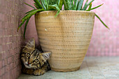 Cute kitten hiding behind a large potted aloe vera plant. Captures a moment of curiosity and playfulness.