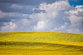 A field of sunflowers in bloom under a cloudy sky in the Sevilla province of Spain.