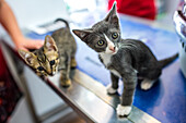 Two cute kittens playing together on a surface in Seville, Spain, creating a heartwarming and playful scene.