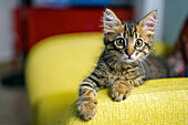 Cute kitten peeking over the edge of a yellow couch, showcasing its curiosity and playful nature.