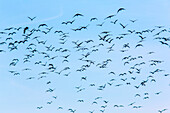 A large flock of Glossy Ibis birds in flight over Isla Mayor, located in the Doñana region near Seville, Spain.