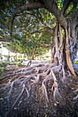 Magnificent large ficus tree with extensive roots at Plaza del Museo in Sevilla, Spain. Ancient and impressive plant life forming a natural landmark.