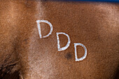 A brand on a rodeo bucking horse in a rodeo in Utah.