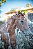 Close up of a beautiful brown horse standing behind a fence in Fuenteheridos, province of Huelva, Andalucia, Spain.