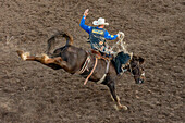 A professional rodeo cowboy in the saddle bronc event in a rodeo in Utah.