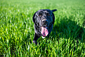 A joyful black Labrador dog with tongue out, enjoying playtime in a lush green grass field. Capturing the essence of fun and freedom.