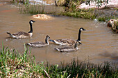 Two Canada Geese with goslings along the shore of the Colorado River, near Moab, Utah.