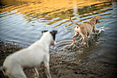 Drei Hunde, die im kühlen Wasser eines Stausees in Villaviciosa de Cordoba, Andalusien, Spanien, spielen.