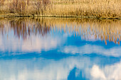 Friedliche Sumpflandschaft, die sich im ruhigen Wasser in Donana, Spanien, spiegelt. Eine ruhige und heitere Landschaft, die die Schönheit der Natur einfängt.