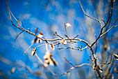 Detailaufnahme kahler Baumzweige und -stämme vor einem blauen Winterhimmel, der Gefühle von Kälte und Ruhe hervorruft.