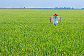 Scarecrow standing in a vibrant green arrozal in Puebla del Río, Sevilla, España. Agricultural landscape under a clear blue sky.