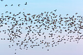 Ein großer Schwarm von Waldrappen im Flug über der Isla Mayor in der Region Donana bei Sevilla, Spanien.