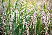 Close-up of mature rice grains in Isla Mayor, Sevilla, located in the Doñana Marshlands. Vibrant and abundant harvest ready for collection.